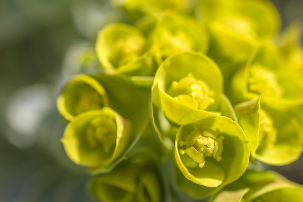 Euphorbia Rigida in Springtime opeining up in a wild garden