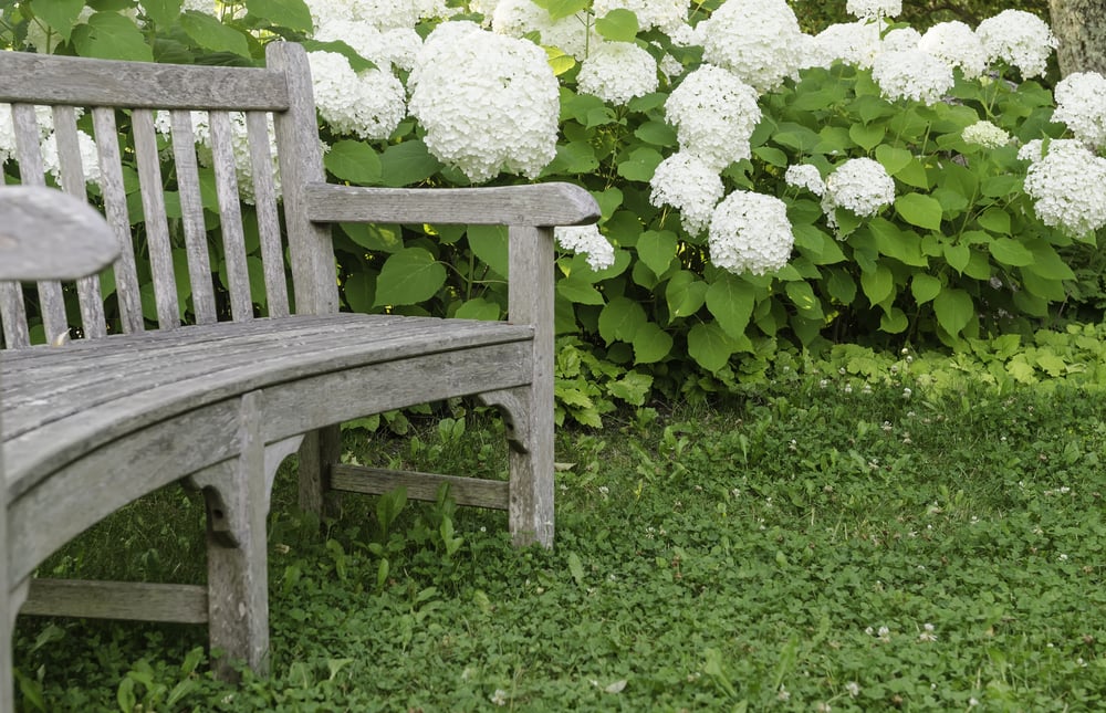 Garden curve Wooden bench by white hydrangeas, summer in eastern Maine
