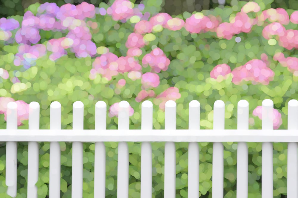 Impressionistic abstract of white picket fence by bushes with green leaves and pink chrysanthemums in front yard garden, summer in New England