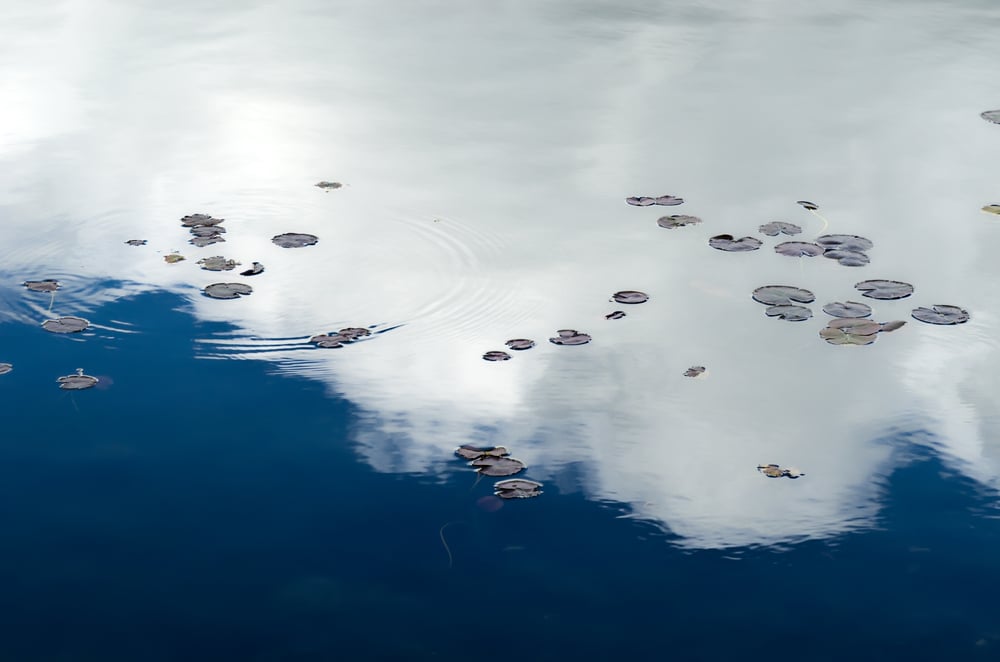 Lily pads with a ripple on lake reflecting deep sky and clouds