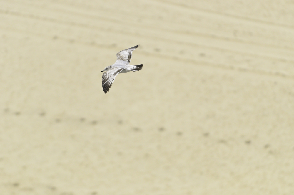Lone seagull flying over sandy beach with footprints and tire tracks (shallow depth of field), Virginia Beach