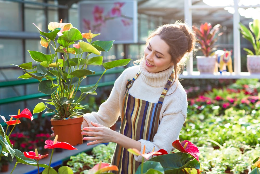 Lovely happy young woman gardener choosing flower pot with anthuriums in garden center-1