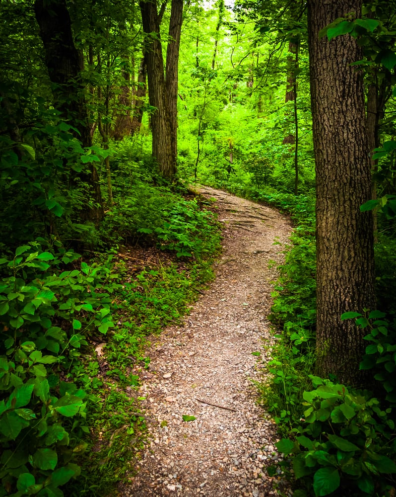 Trail through lush green forest in Codorus State Park, Pennsylvania.