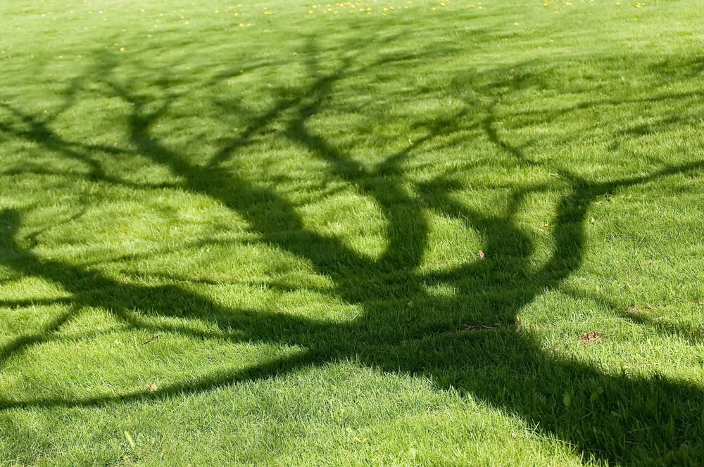 Tree shadow on short green grass in spring