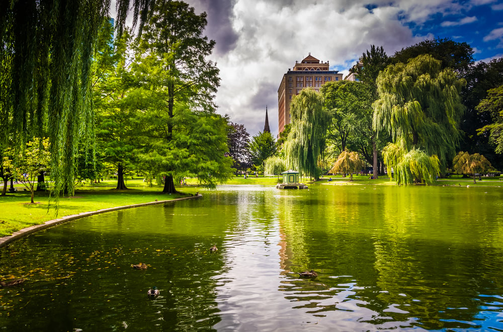 Weeping willow trees and a pond in the Boston Public Garden.-1