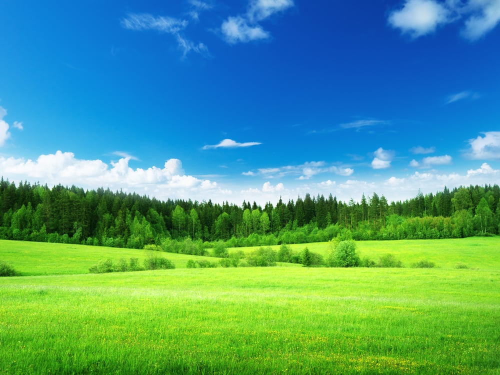 field and forest in spring time