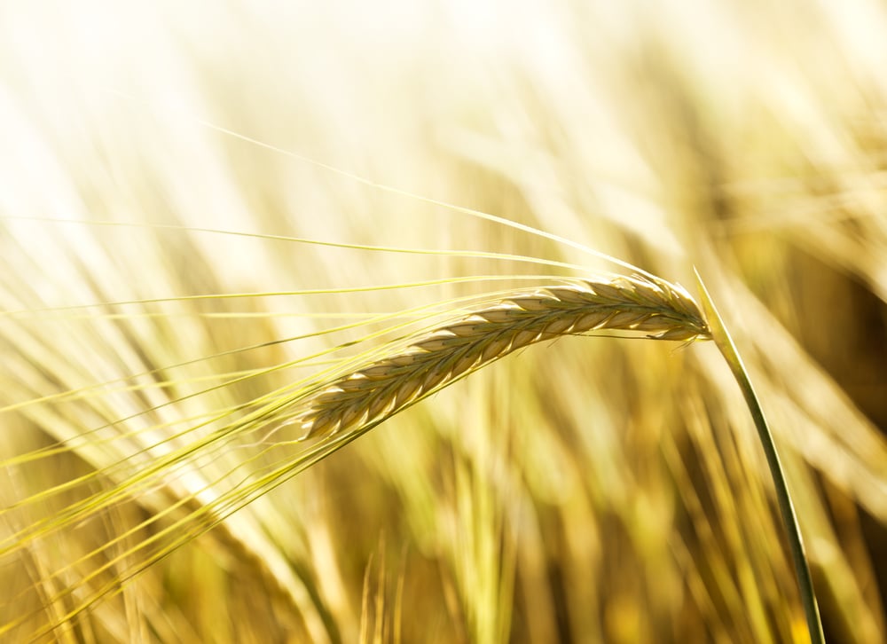 field of barley and sunny day