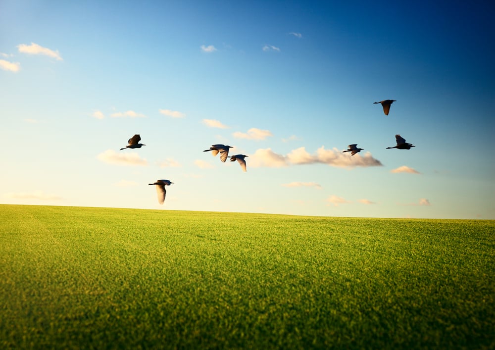 field of grass and flying birds