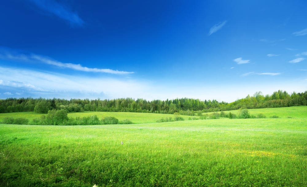 field of grass and perfect sky-2