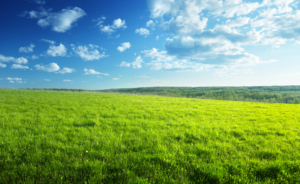 field of spring grass and forest