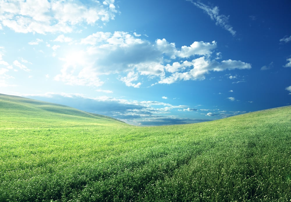 field of spring grass