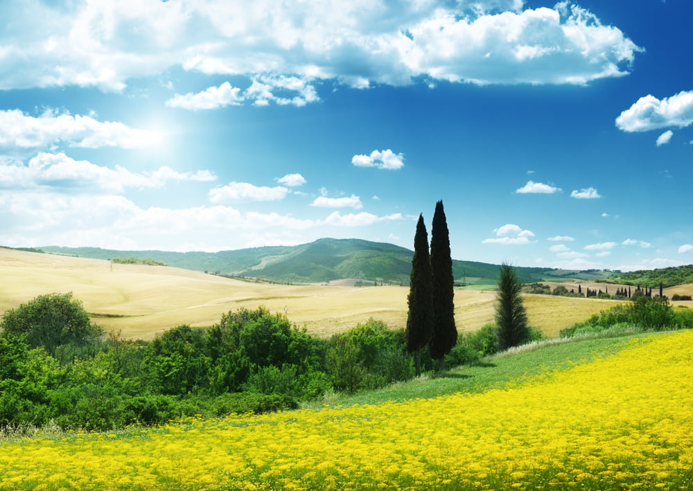 field of yellow flowers Tuscany, Italy-1