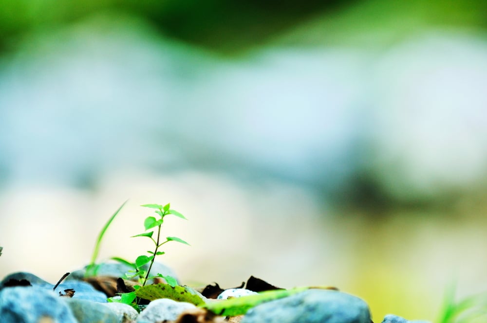 new growth concept with young  green leaf tree in nature background-3